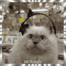 Mr Geekyle Cat GIF - Mr Geekyle Cat Head Bang GIFs