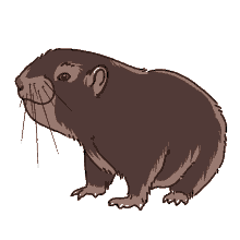 beaver beaver
