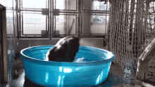 gorilla spinning around bath playing in water splashing
