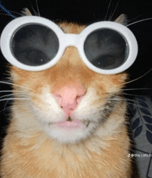 a close up of a cat wearing sunglasses