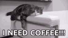 Cat I Need Coffee GIF