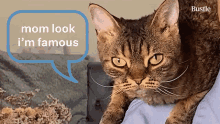 Mom Look Im Famous GIF - Mom Look Im Famous Bustle GIFs