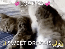 Cat Love GIF - Cat Love Huge Hug GIFs