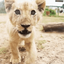 whats up cub baby lion