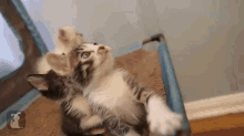 Baby Kitten Conquers Slinky GIF - Kitten Cute Cat GIFs