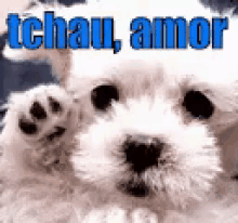 Tchau Amor / Beijos / Mandando Beijo / Tchauzinho // Cachorro GIF
