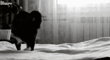 Play Yourself By Jumping Gif GIF - Play Yourself By Jumping Gif Cat GIFs
