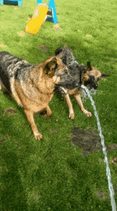 Shepherds Drinking GIF - Shepherds Drinking Water GIFs