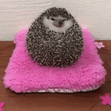Hedgehog Fat GIF - Hedgehog Fat Cute GIFs