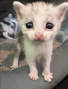 a small white kitten is looking at the camera with a sad look on its face