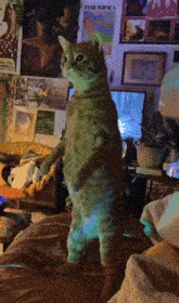 a cat is standing on its hind legs in front of a wall with a poster that says tame impala