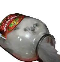 a cat is sticking its head out of a jar with a label that says tomatoes