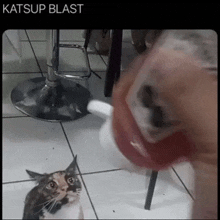 Funny Meme GIF - Funny Meme Cat GIFs