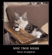 Your Mother мнетвоямамачасыподарила GIF - Your Mother мнетвоямамачасыподарила Cat GIFs