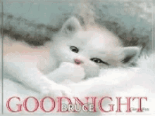 Goodnight Kitten GIF - Goodnight Kitten GIFs