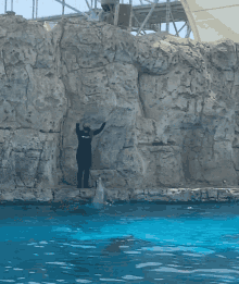 Dolphin Jump GIF