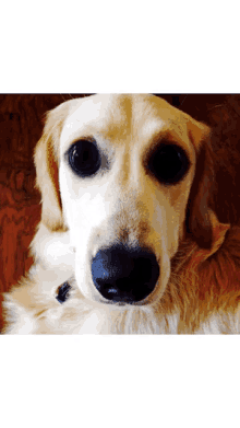 a close up of a dog 's face with a white background