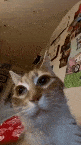 a close up of a cat 's face looking at the camera in a room .