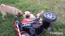 Pugs Accident GIF