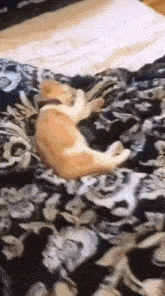Sleepy Cat GIF - Sleepy Cat GIFs