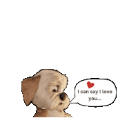 a dog with a speech bubble that says ' i can say i love you '