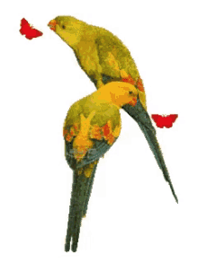 Parrots GIF - Parrots GIFs