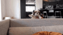 a small dog is sitting on a couch in a room