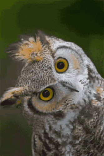 Your Spirit Animal is the Owl