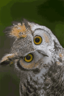 Nev Nevolent GIF - Nev Nevolent Owl GIFs