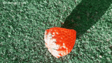Strawberry Field GIF - Strawberry Field Red GIFs