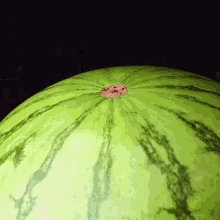 a close up of a watermelon with a hole in it