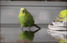 a green and yellow parakeet is standing on a table next to a pile of papers ..