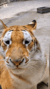 Tiger Meowing GIF