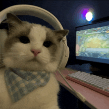 a cat wearing headphones looks at the camera in front of a computer monitor