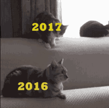2017 Jumps 2016 GIF - Cat 2017 2016 GIFs