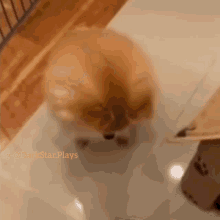 Triggered Doggo GIF - Triggered Doggo Cute GIFs