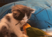 Friends Cat And Parrot Friendship GIF - Friends Cat And Parrot Friendship Cuties GIFs