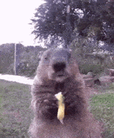 Groundhog Eating GIF - Groundhog Eating Animal GIFs