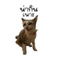a cat with a pink collar is making a funny face with a sticker that says " น่า กิน " on it
