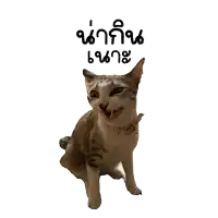 a cat with a pink collar is making a funny face with a sticker that says " น่า กิน " on it