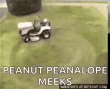 mowing cat lawn mower driving
