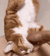 大黃可愛 Cute Cat GIF - 大黃可愛 大黃 Cute Cat GIFs