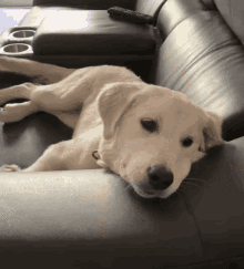 Dog Lazy GIF - Dog Lazy Puppy GIFs