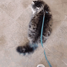 Yumi Cat GIF - Yumi Cat Walk GIFs