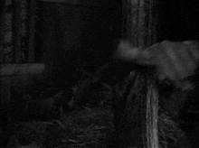 Kikuchiyo Seven Samurai GIF