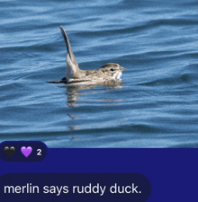 a picture of a bird in the water with the words merlin says ruddy duck below it