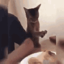 Funny Animals Steal Food GIF