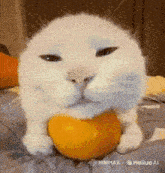 a white cat eating an orange on a bed .