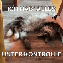 Contortion Contortion Cat GIF - Contortion Contortion Cat Ich Habe Alles Unter Kontrolle GIFs