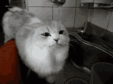 Water Cat GIF